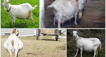 Kolik měsíců chodí březí koza, kalendář a tabulka plodnosti